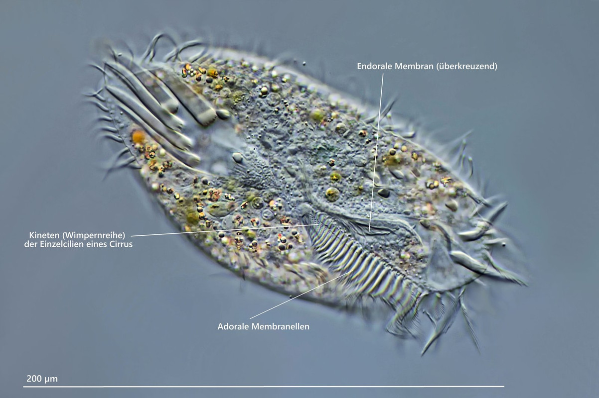 Paraurostyla 06 (ev) weissei Beschriftung DIK 100