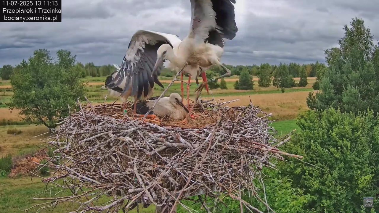 11072025bociany35