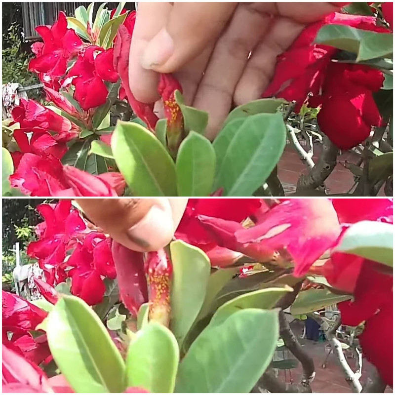 yellow-bugs-on-adenium-flower-buds.jpg
