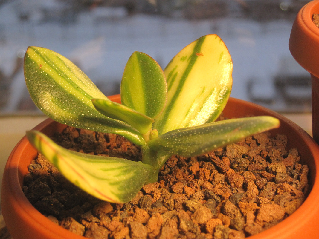 23.12.2022 г. пересадила Солану