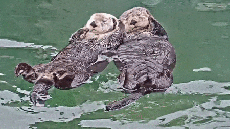otter2.gif