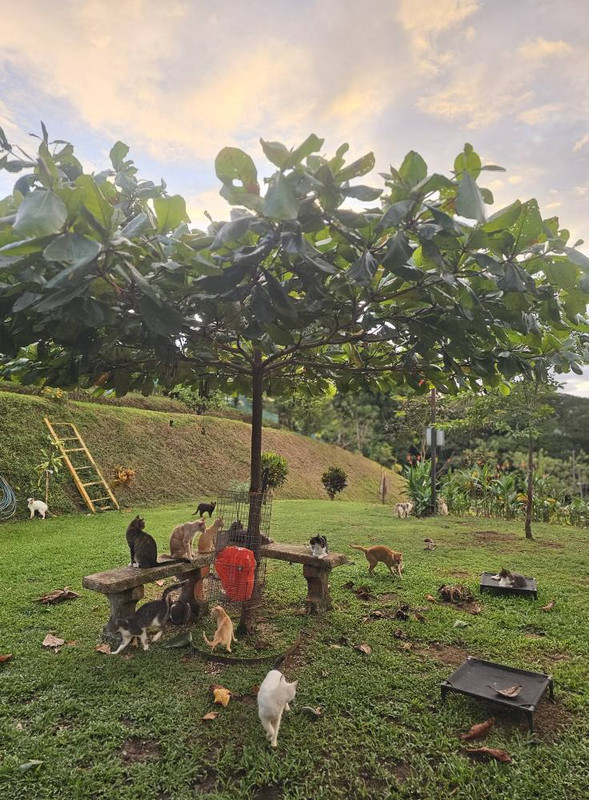 Hogar de gatos en Costa Rica