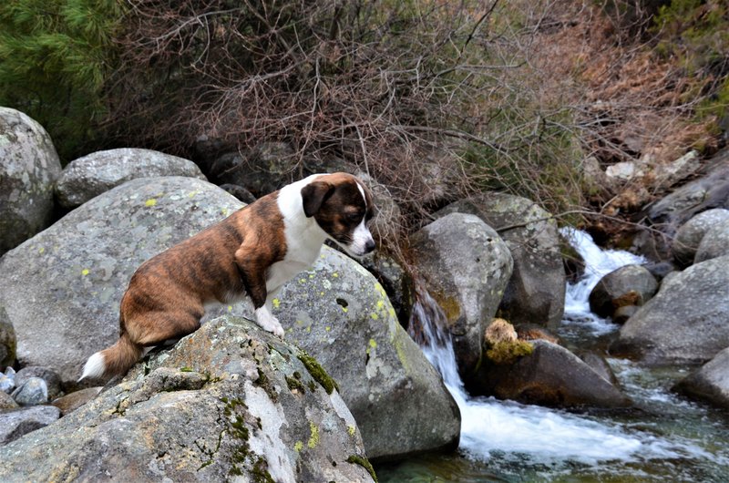 EL CHARCO VERDE-7-2-2015-AVILA - Paseando por España-1991/2024 (20)