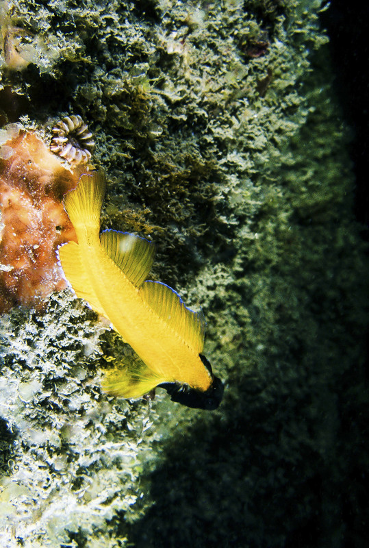 03004_14-15-1Pois-8030095