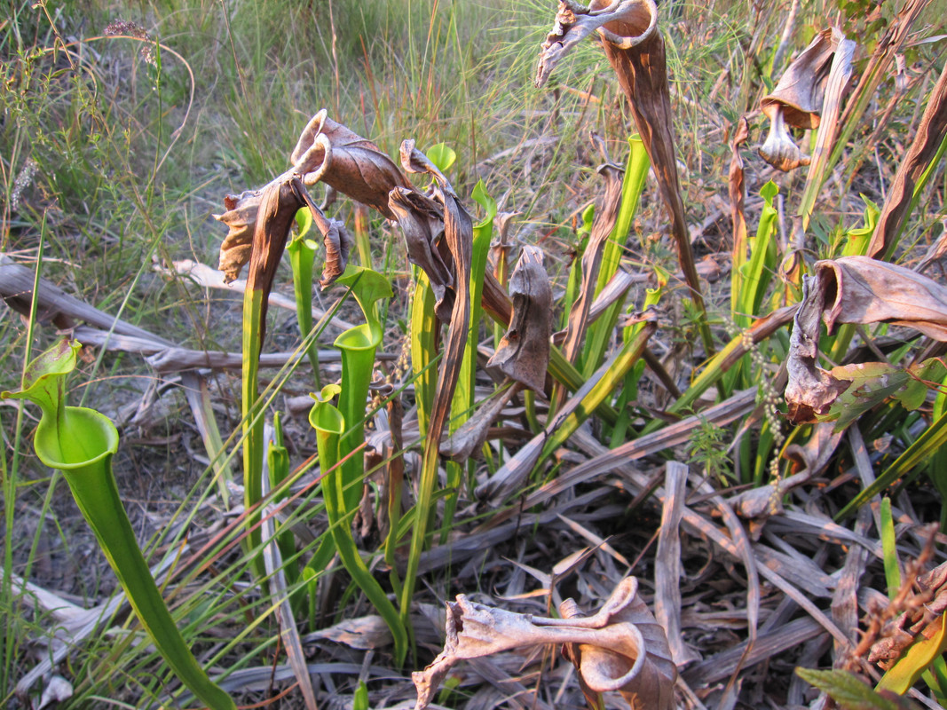wild site — drought conditions, 2011 (pre-destruction)