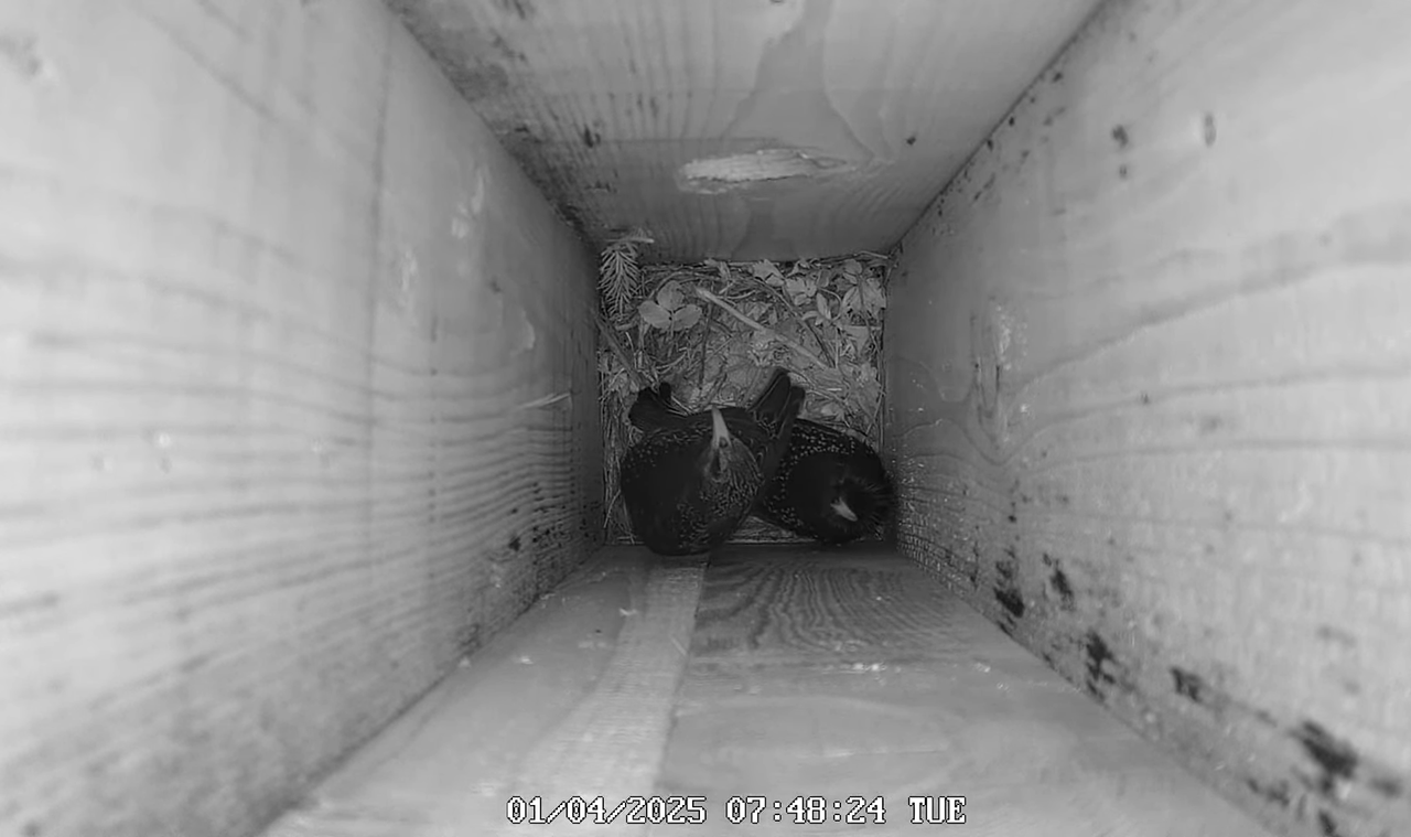 Mājas strazds 2025 Tiešraide - YouTube - 85_25