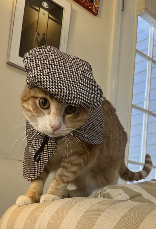 Dapper-af607a8e535202b65671566571cd7a3f-070e9db5-2048.jpg