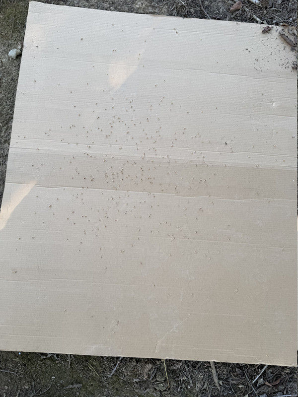 [Linked Image from i.postimg.cc]