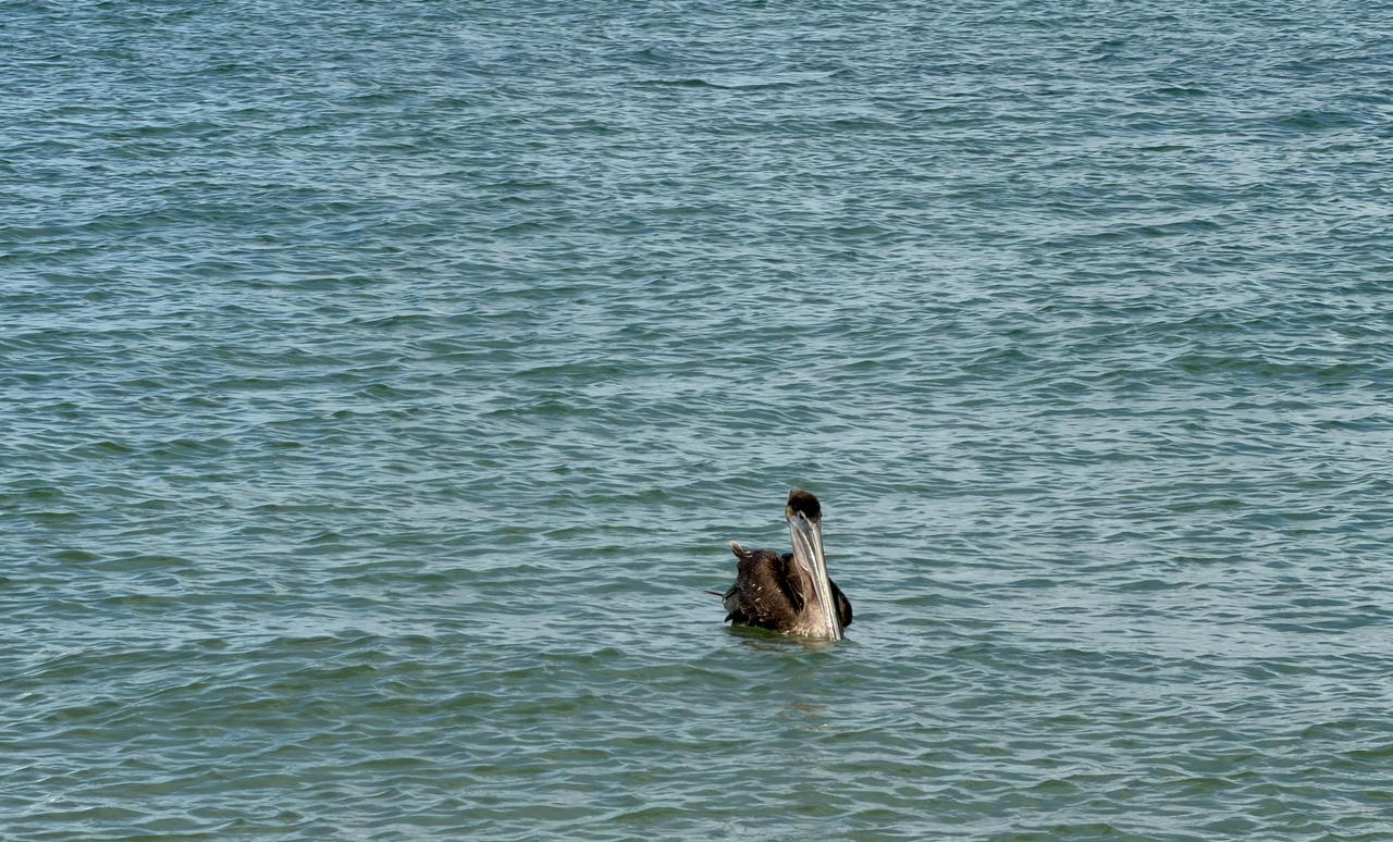 [Image: Sanibel-Light-House15.png]