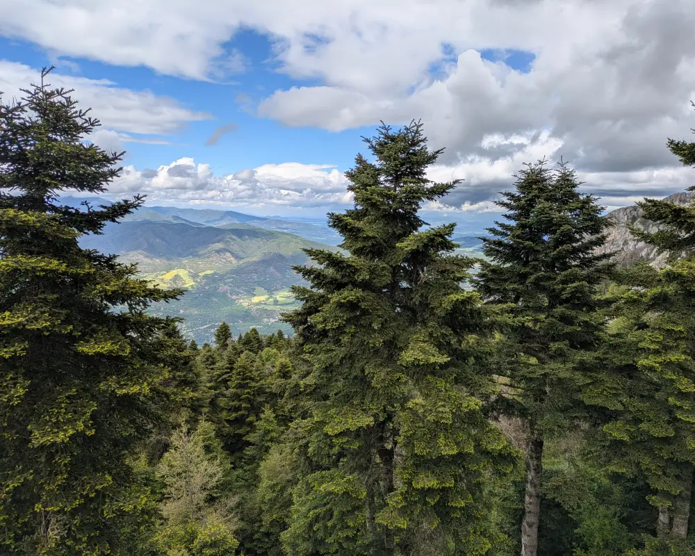 A view from the refuge on the hill full of spruce