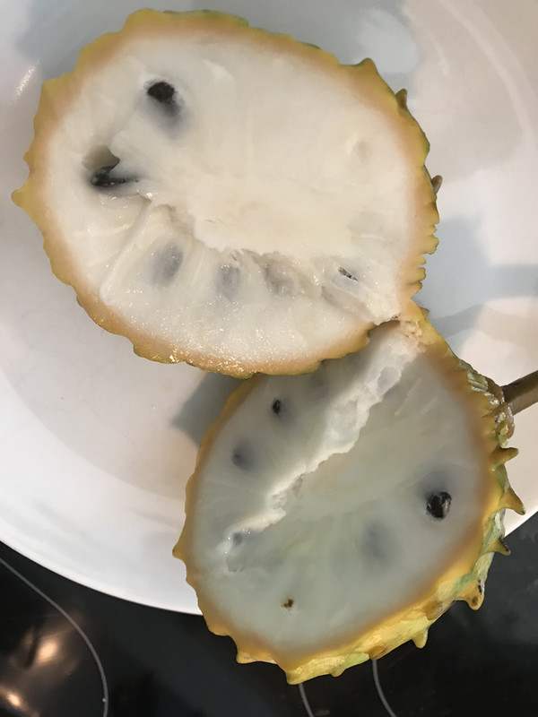 RolliniaBin82018