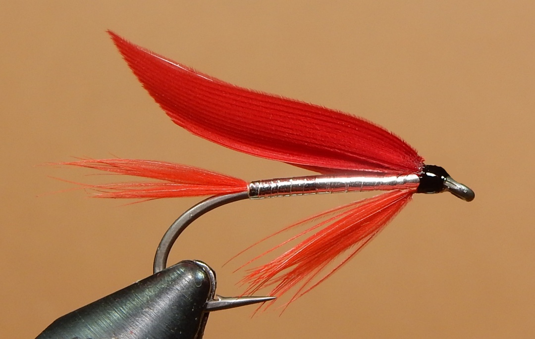 Ibis-Silver-1080.jpg