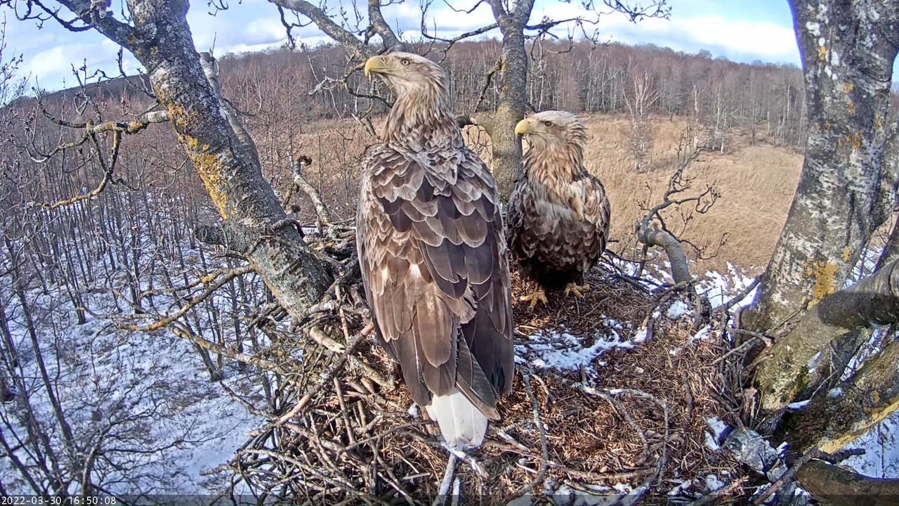 Merikotkas__Haliaeëtus albicilla 11-55-24 screenshot