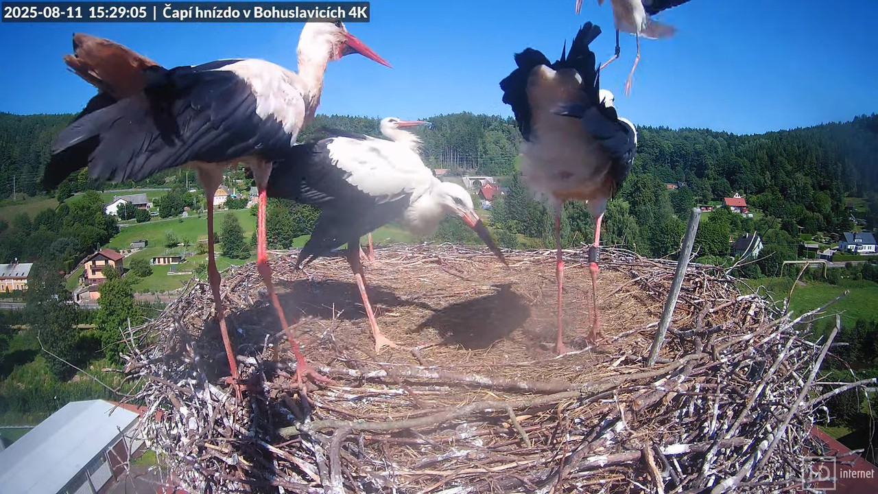 Živě z čapího komína firmy KARA v Bohuslavicích u Trutnova 12-47-33 screenshot