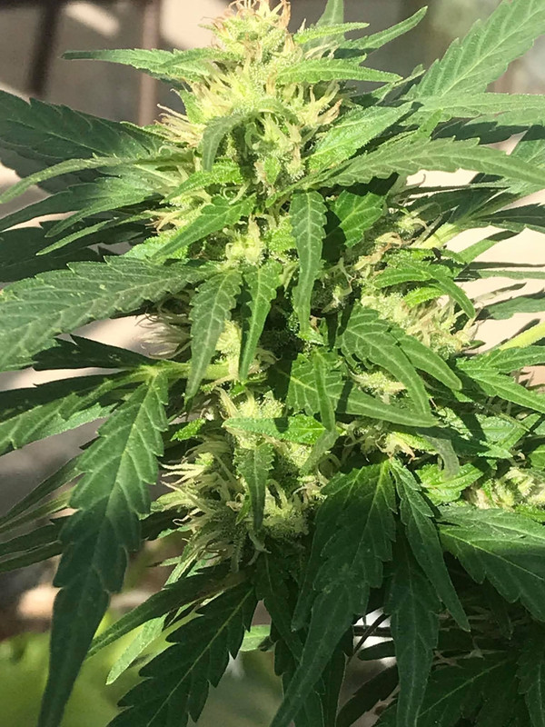 Messenger_creation_D6470937-C5B1-4F11-AE8A-9935A369DD7D_0