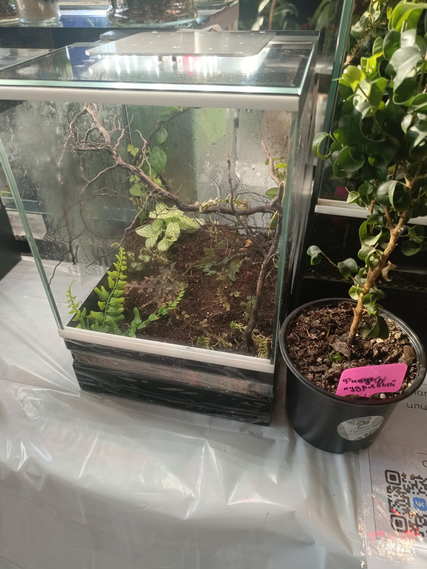 IMG_20250301_110821_518