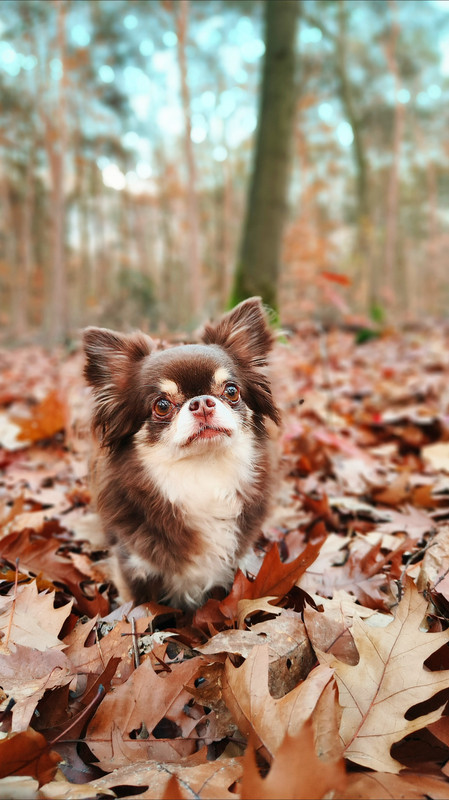 Lumii 20251108 163316569