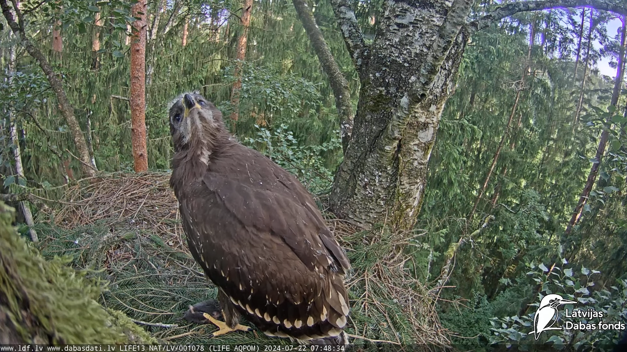 Mazais ērglis (Clanga pomarina), ligzda bērzā - LDF tiešraide 13-46-24 screenshot