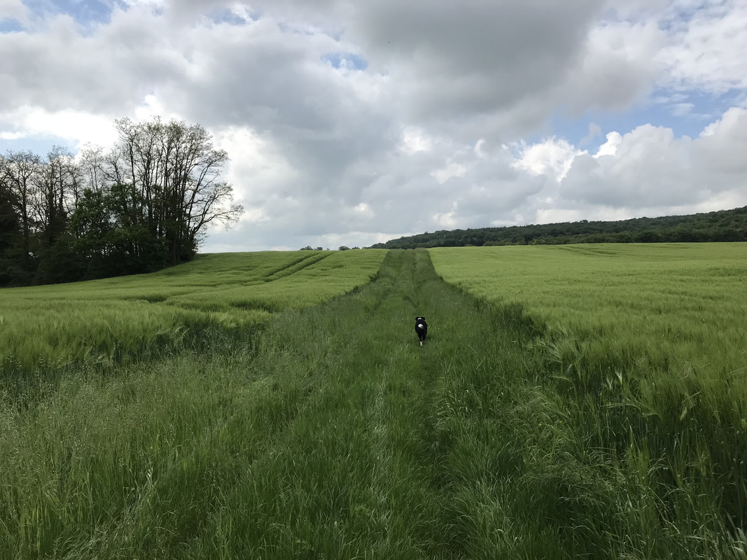 Afbeelding