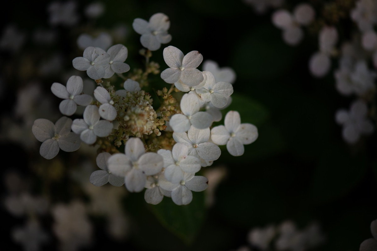 IMG-01acacc264b89f2c735221876eeed811-V