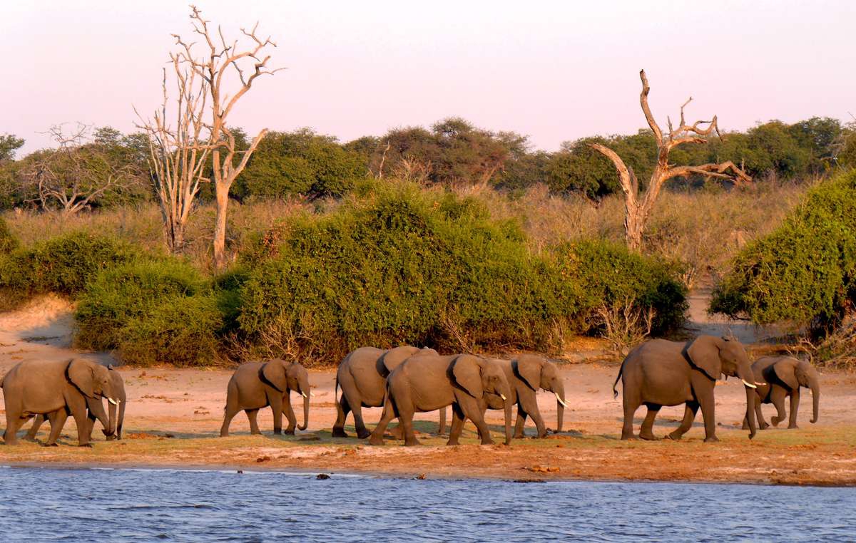 Cazador pagó 50 mil dólares con tal de matar al elefante más grande de Botsuana