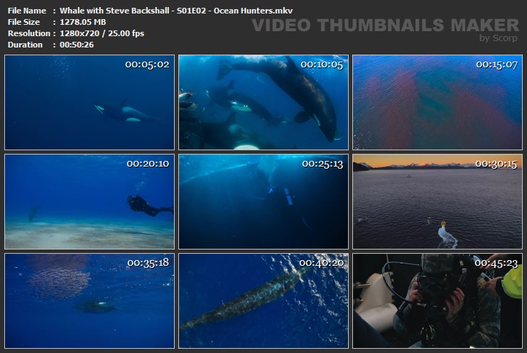 Whale with Steve Backshall - S01E02 - Ocean Hunters.mkv