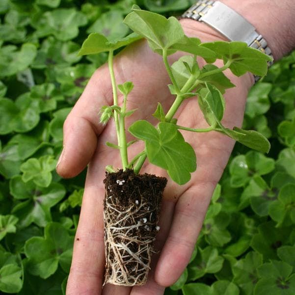 Способы размножения герани как выбрать наиболее эффективный метод для вашего растения