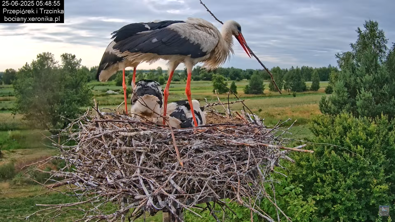 25062025bociany11
