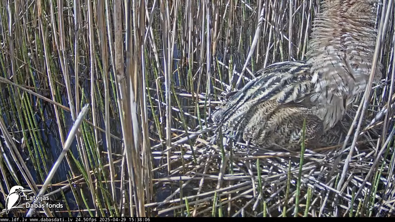 LDF Lielais dumpis (Botaurus stellaris) Zemītes pagastā 12-27-11 screenshot