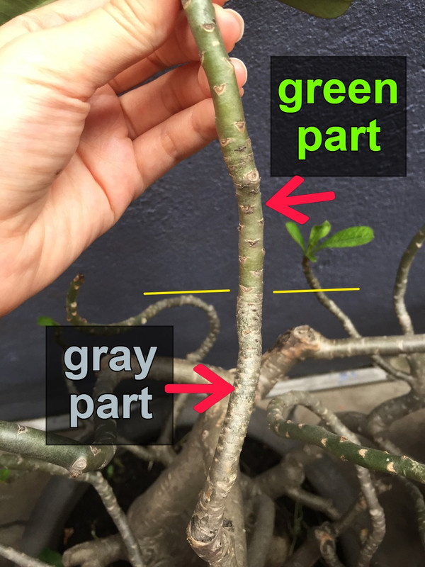 green-gray-part-desert-rose-branch.jpg