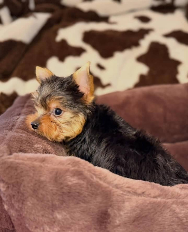 Gizmo