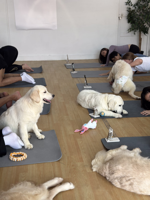 Golden retrievers at Paws and Flo puppy yoga Singapore