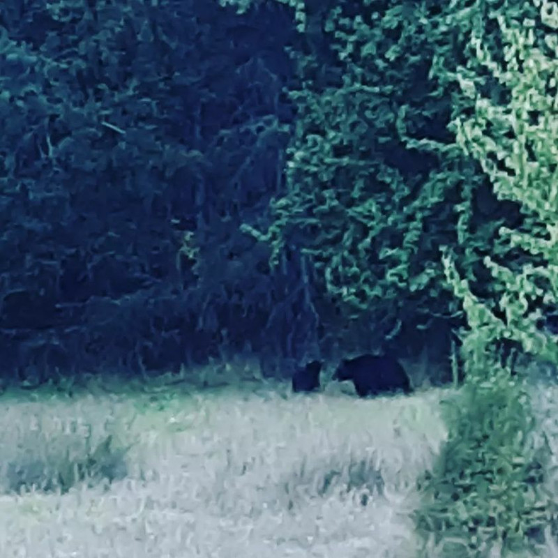 bears