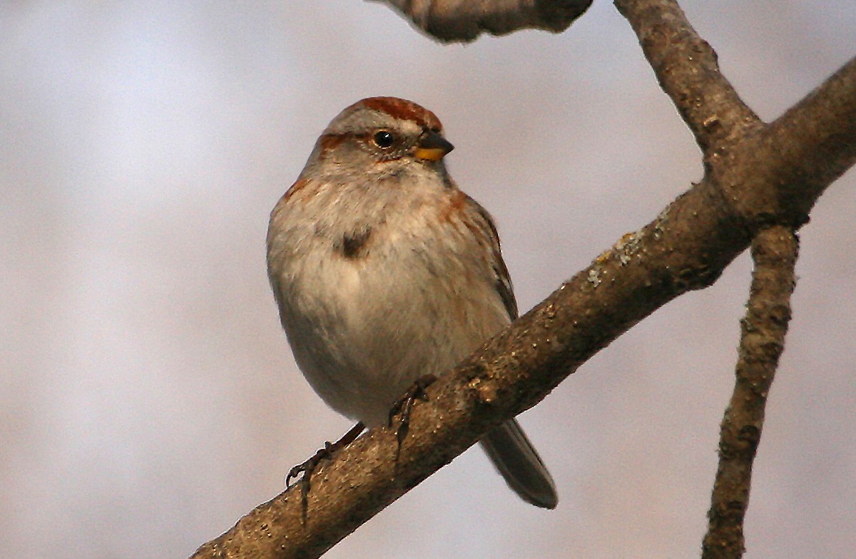 American Tree Sparrow