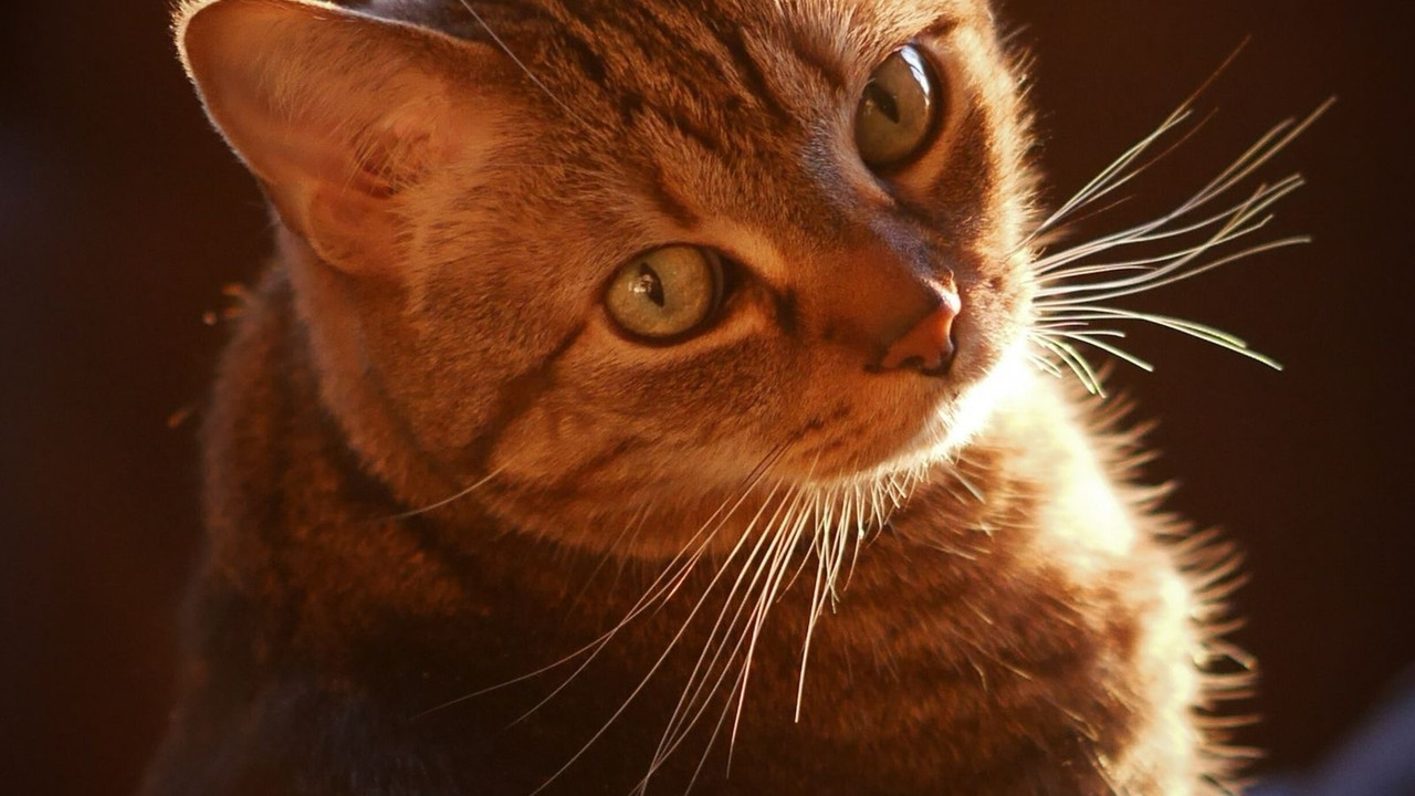 Crean el primer kínder para gatos en Ecuador