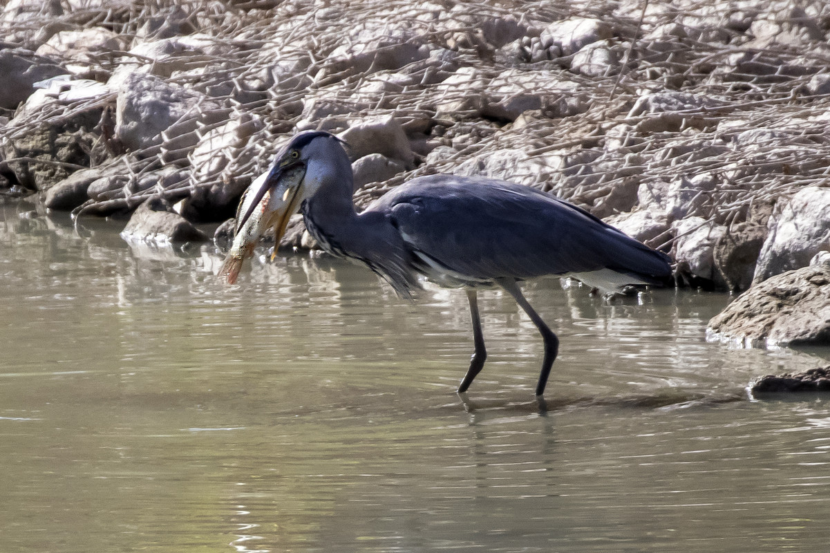J27A8846-GENERINO e PESCE
