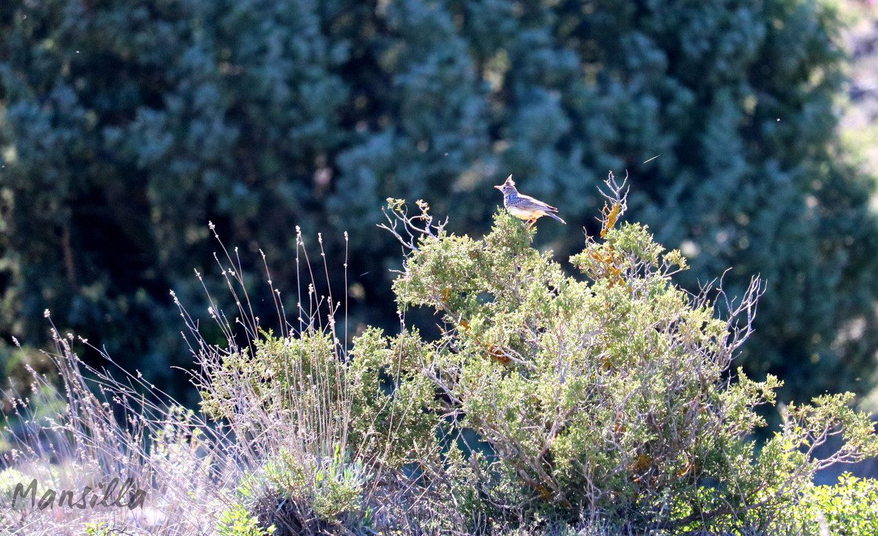 Hoces-del-Riaza-0891