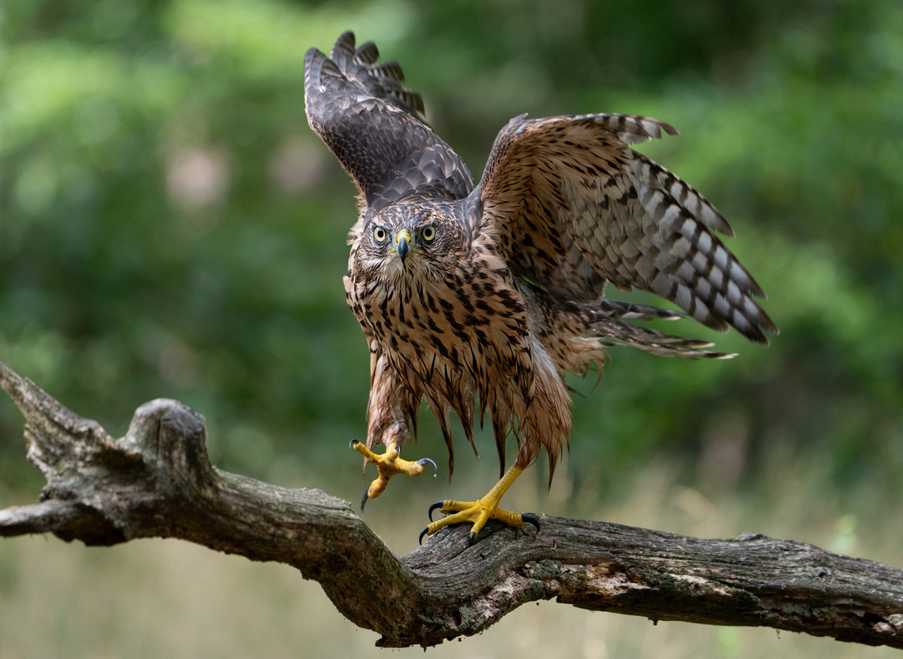 Juveniele Havik voor de vogelhut