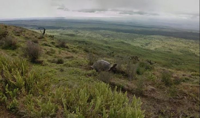 Penampakan kura-kura Galapagos yang terekam kamera Google Maps