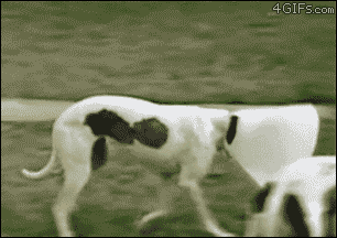 1681405809156287.gif