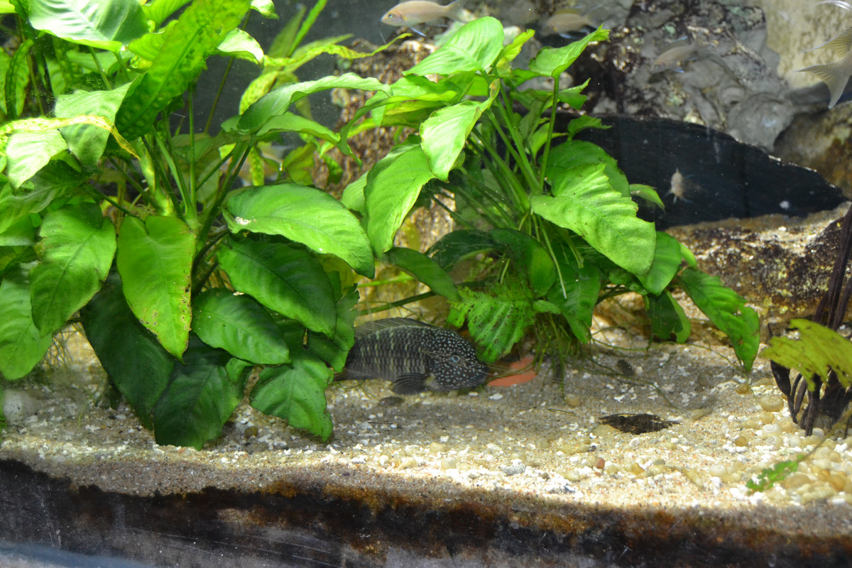 Murago femelle bébés 4