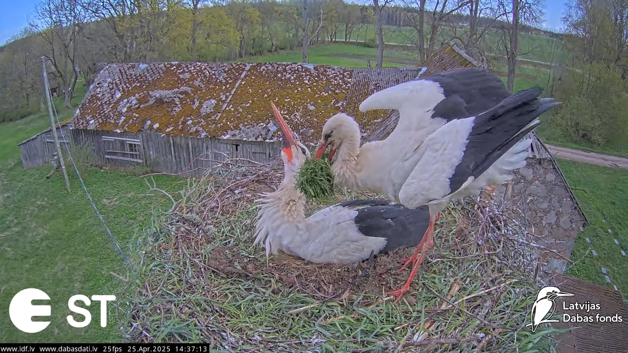 (26) Baltie stārķi (Ciconia ciconia) Tukuma novadā __ White storks in Tukums, Latvia - YouTube - 762