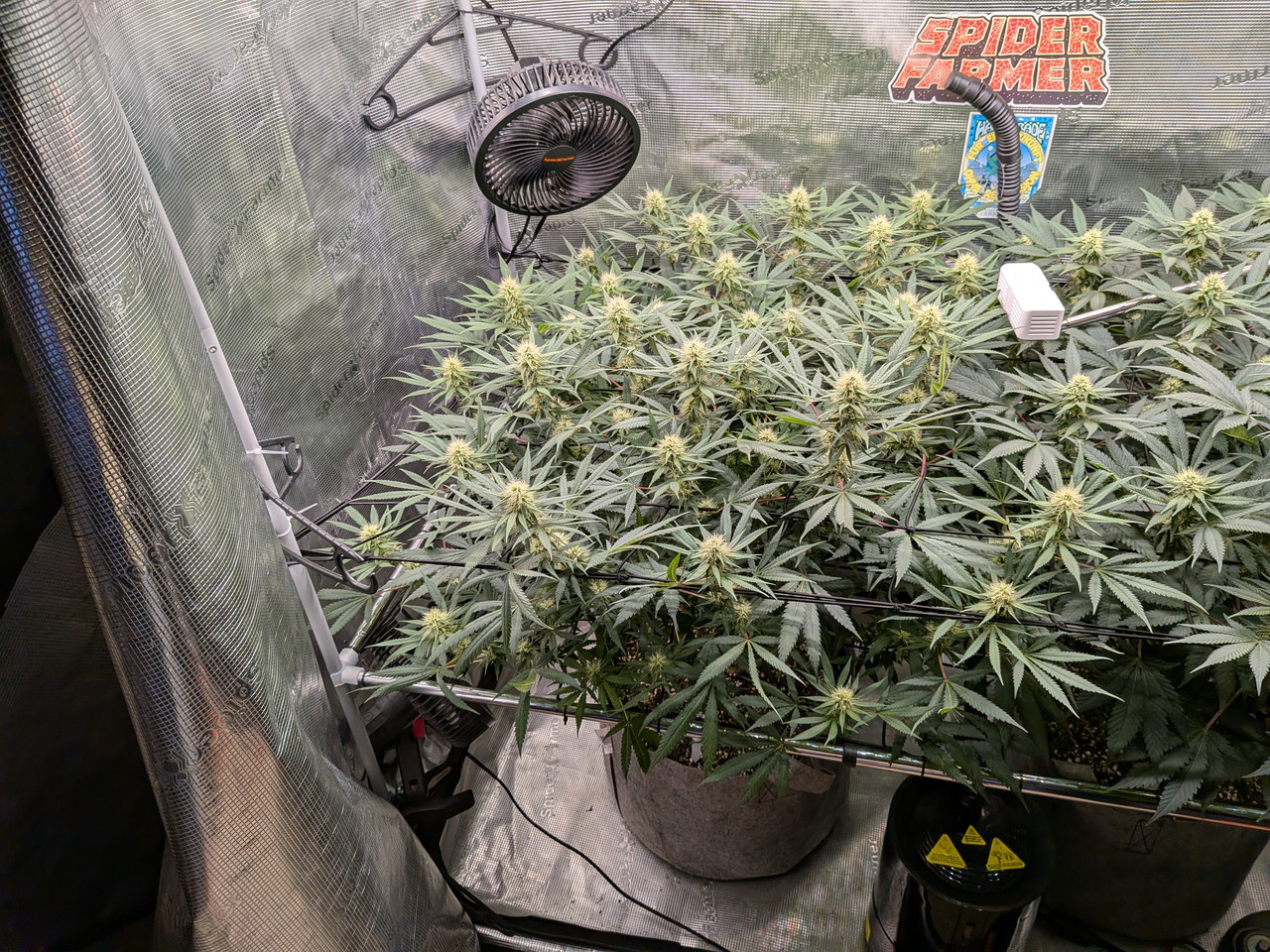 PXL 20260809 155832879 MP