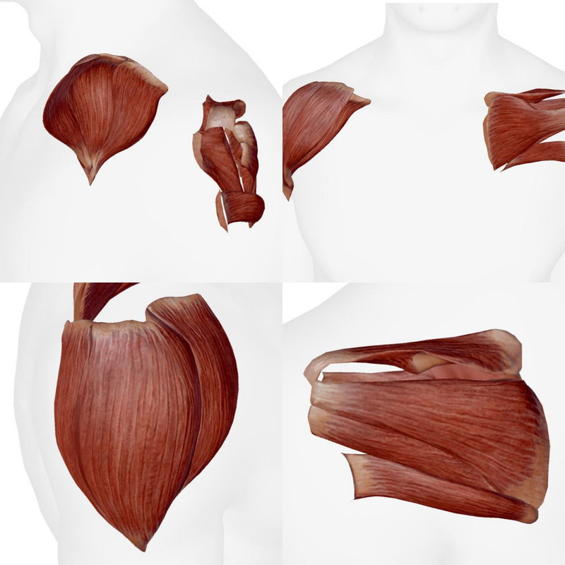 Articulations du Pied