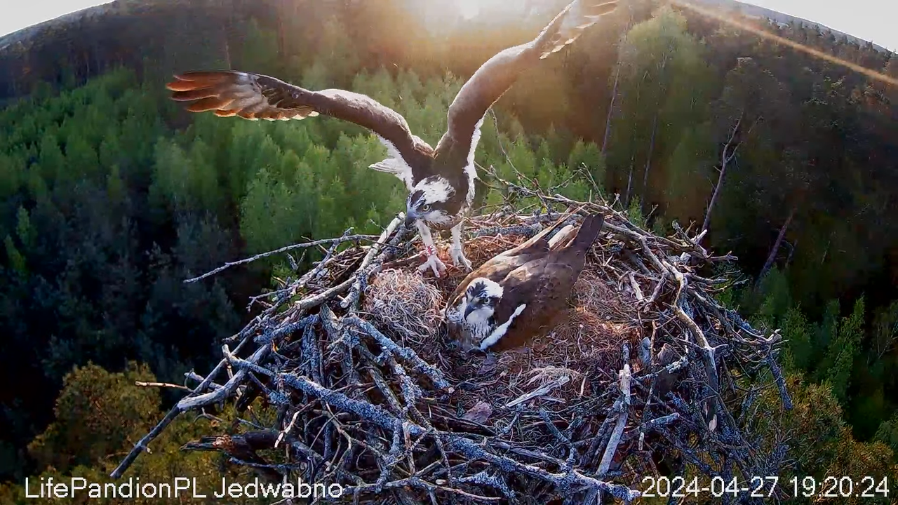 Zivjērgļi tiešsaistē Napiwodzko-Ramucka mežā 12-51-46 screenshot