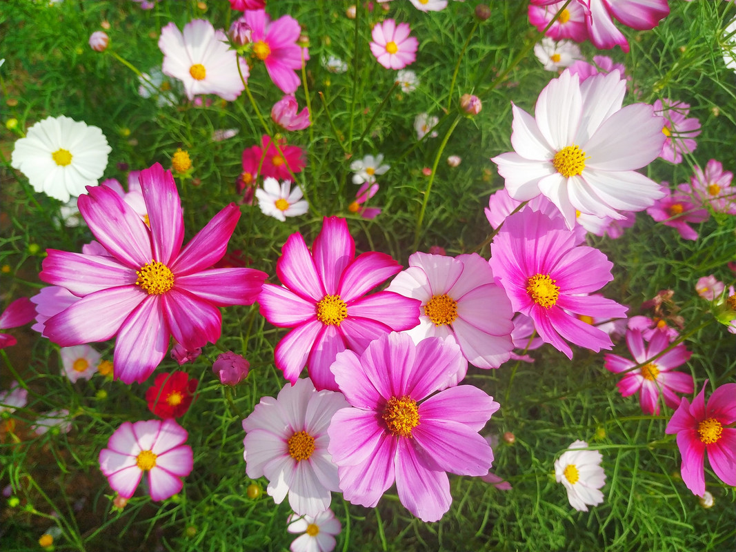 74610961_2450014631888626_5249961795480715264_o