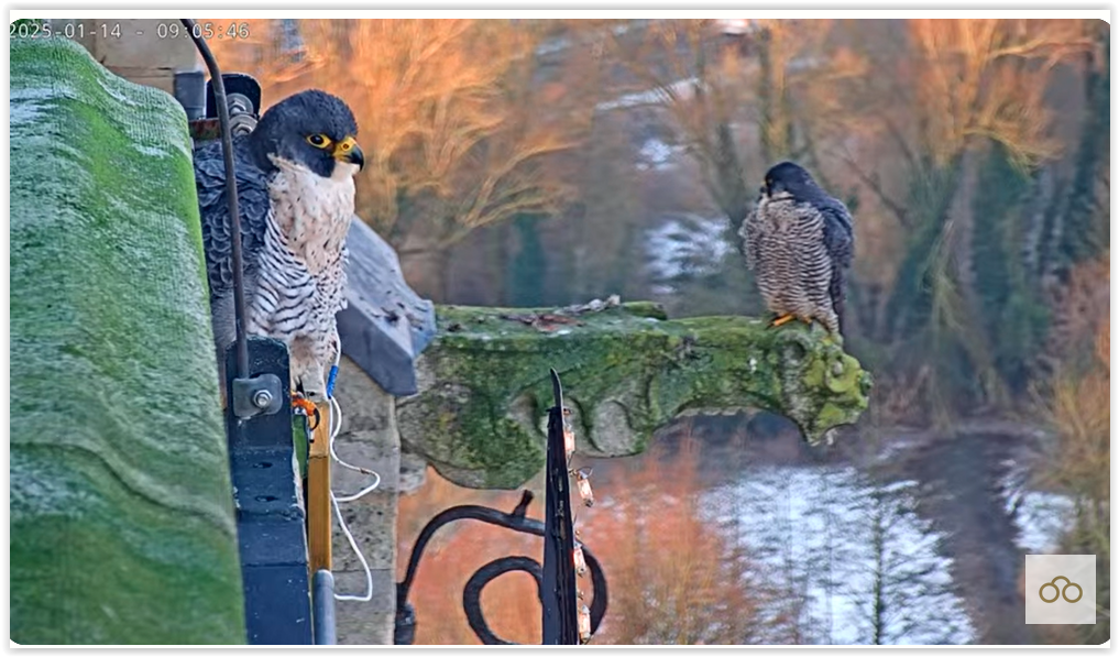 Screen Shot 01-14-25 at 09.09 AM 002