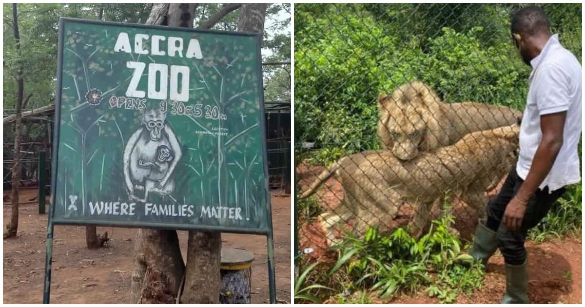 León mata a hombre que ingresó a su recinto en un zoológico