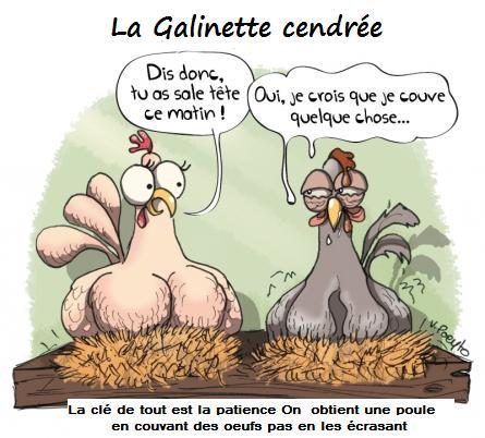 513743caricaturepoulequicouve