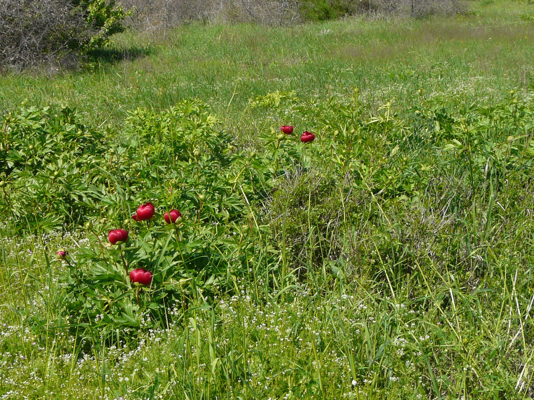 P1290229.jpg